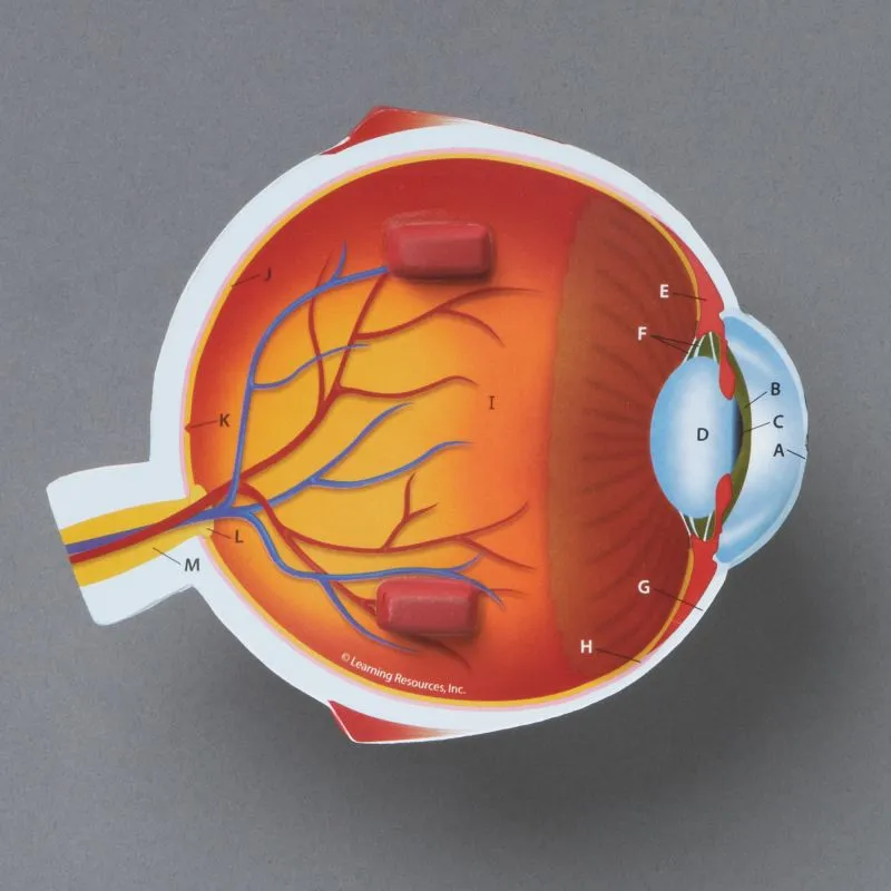 Eye Foam Cross-Section