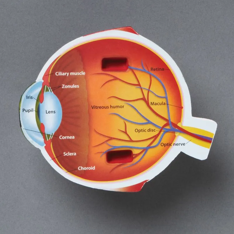 Eye Foam Cross-Section