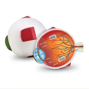 Eye Foam Cross-Section