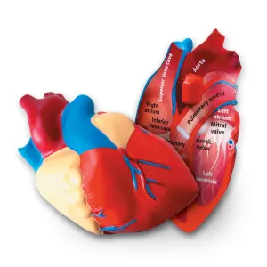 Heart Foam Cross-Section