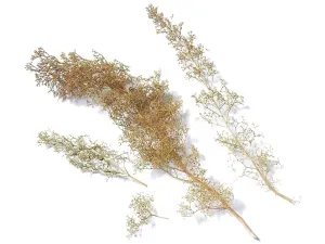 Natural sea moss (ca. 50g)